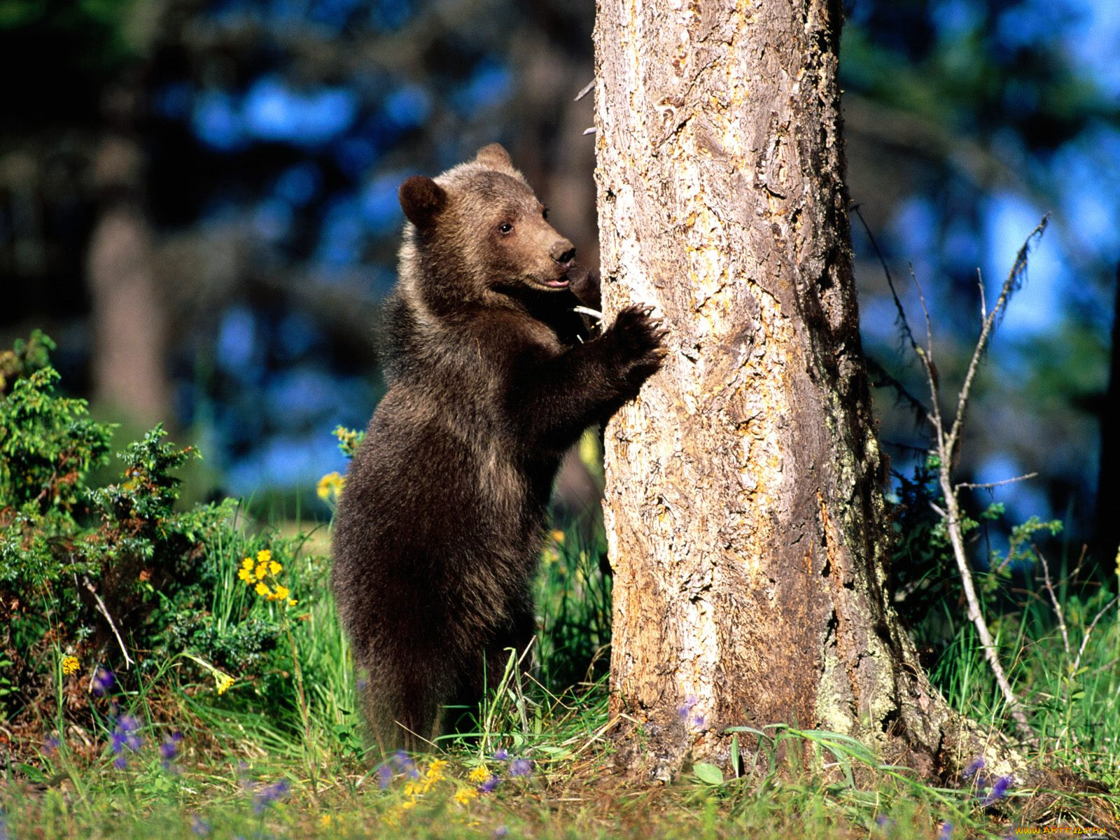 bear, hug, grizzly, cub, , 